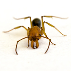 Odontomachus desertorum