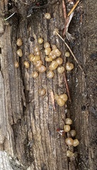 Dacrymyces stillatus