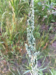 Beckmannia syzigachne