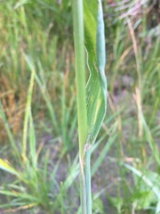 Beckmannia syzigachne