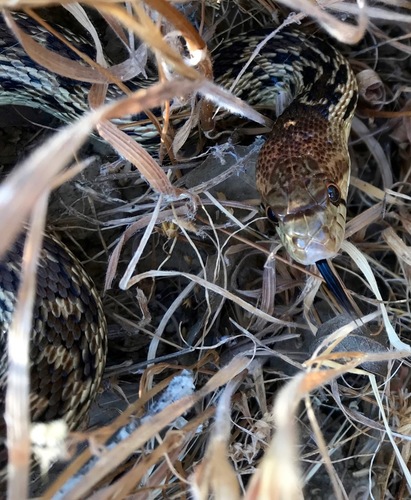 iNaturalist observation photo of Gopher Snake
