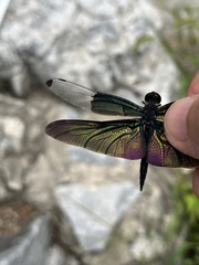 Rhyothemis fuliginosa