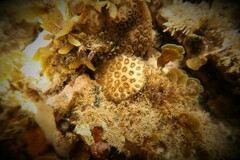 Plesiastrea versipora