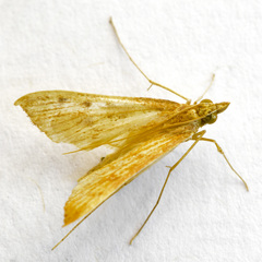 Antigastra catalaunalis