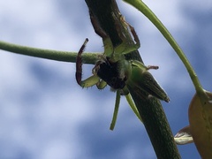 Mopsus mormon