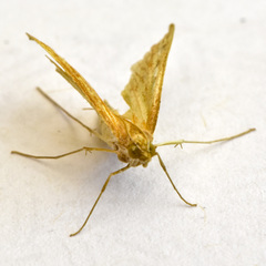Antigastra catalaunalis