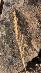 Thinopyrum intermedium