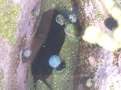 Scutus antipodes