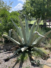 Agave americana
