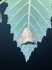 Drepana arcuata