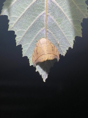 Drepana arcuata