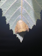 Drepana arcuata