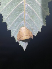 Drepana arcuata