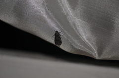 Acrobasis tricolorella