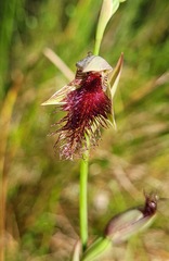 Calochilus robertsonii