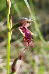 Calochilus robertsonii