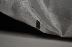 Acrobasis tricolorella