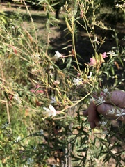 Gaura