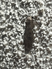 Spodoptera exigua