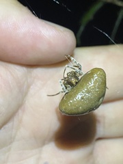 Mastophora phrynosoma