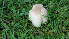 Leucoagaricus barssii