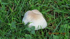 Leucoagaricus barssii