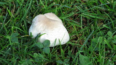 Leucoagaricus barssii