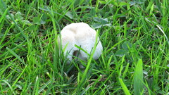 Leucoagaricus barssii