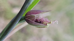 Calochilus robertsonii