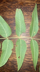 Juglans hindsii
