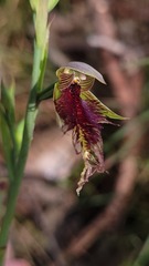 Calochilus robertsonii