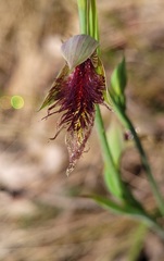 Calochilus robertsonii