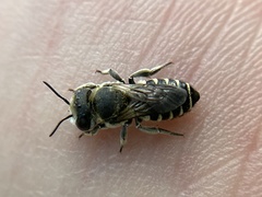 Megachile apicalis