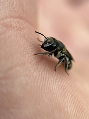 Megachile apicalis