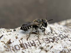 Megachile apicalis