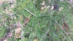 Larix occidentalis