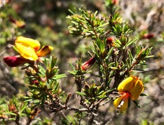 Pultenaea