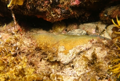 Plesiastrea versipora