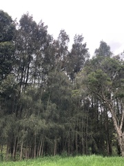 Allocasuarina verticillata