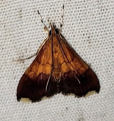 Pyrausta bicoloralis