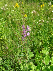 Lythrum virgatum