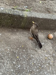 Turdus falcklandii magellanicus