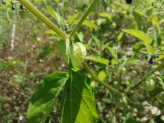 Physalis solanacea