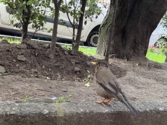 Turdus falcklandii magellanicus
