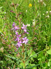 Lythrum virgatum