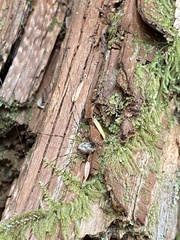 Leptobunus parvulus