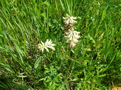 Astragalus uliginosus