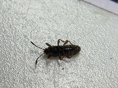 Lygaeoidea