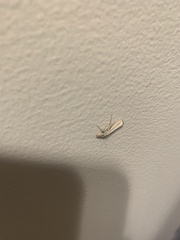 Agriphila vulgivagellus