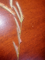 Bouteloua barbata
